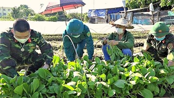 Bộ đội ra đồng, xắn tay giúp nông dân Hà Nội thu hoạch, tiêu thụ rau màu