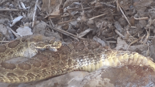 Hành động 'tự sát' khó hiểu của rắn đuôi chuông