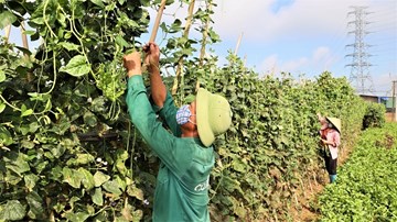 Huyện ở Hà Nội lập trăm tổ tiêu thụ nông sản, dân yên tâm sản xuất