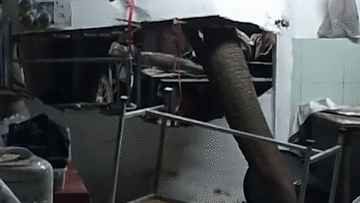 Voi rừng đột nhập vào nhà, húc thủng tưởng để tìm thức ăn