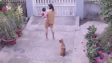 Người phụ nữ hốt hoảng bỏ chạy khi bị rắn lao vào người