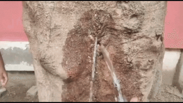 Cây cổ thụ kỳ lạ trồng ở vỉa hè tự phun nước xối xả