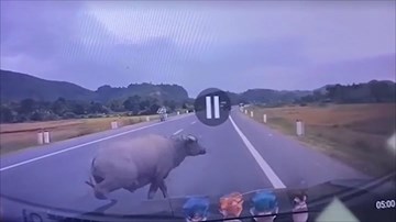 Tông phải trâu chạy sang đường, ôtô hư hỏng, trâu văng xa 5m