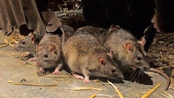 Nơi duy nhất trên Trái Đất con người không phải sống chung với chuột