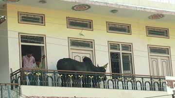 Giải cứu con bò nặng 200kg tự leo lên tầng 2 trú mưa và bị mắc kẹt