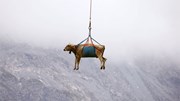 Sự thật đằng sau chuyện những chú bò bay ngang qua núi cao ở Thụy Sĩ