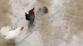 Chuột giãy đành đạch khi nhận cú mổ chí mạng từ gà trống