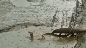 Trận tử chiến giữa vũng nước giữa cầy mangut và rắn hổ mang