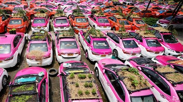 Trồng rau trên nóc oto ở 