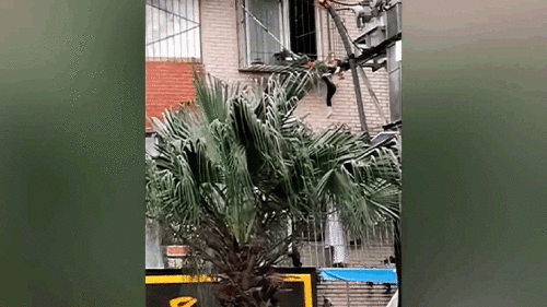 Lính cứu hỏa, người dân hợp sức cứu bé 2 tuổi lơ lửng ngoài ‘chuồng cọp’