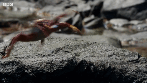 Hành trình vượt biển kiếm ăn đầy gian nan của đàn cua biển trước kẻ thù