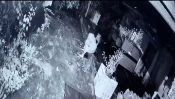 Báo hoang tấn công 1 phụ nữ ngay trước cửa nhà