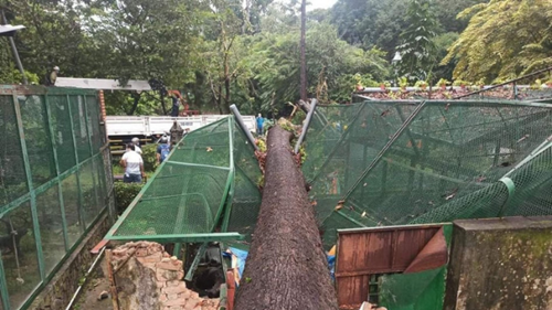 Cổ thụ 60 năm tuổi bật gốc, đè sập chuồng thú Thảo Cầm Viên Sài Gòn
