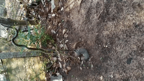 Cầy Mangut hốt hoảng tháo chạy khi bị rắn chuột tung đòn hiểm