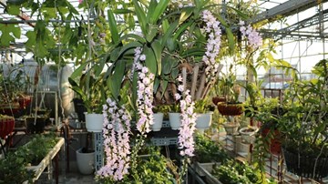 Ông bố ở Hà Nội chi 400 triệu làm vườn sân thượng như rừng nhiệt đới