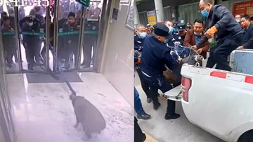 Nhân viên đóng cửa ngân hàng, báo cảnh sát vì bị lợn rừng ‘đột nhập’