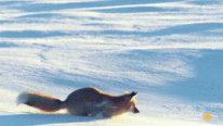 Độc chiêu săn chuột 'siêu dị' của cáo đỏ Bắc Cực