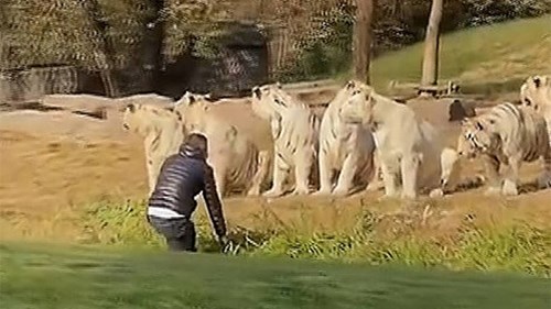 Thăm quan safari, khách du lịch nhảy xuống xe lao về phía hỗ dữ