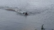 Phớt lờ cảnh báo, nam thanh niên bị cá sấu rượt đuổi dưới hồ
