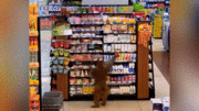 Chú khỉ bình tĩnh vào siêu thị để ‘mua sắm’