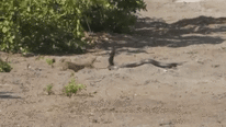 Bị cặp cầy Mangut bao vây, rắn hổ mang dùng 'tuyệt kỹ' mới thoát chết