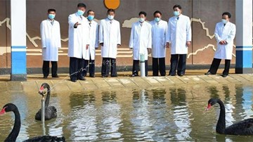 Khủng hoảng lương thực, Triều Tiên khuyến khích ăn thịt thiên nga đen