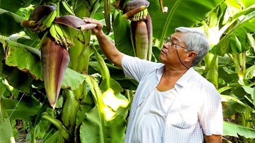 Lão nông Long An đưa chuối 'made in Vietnam' đi khắp thế giới
