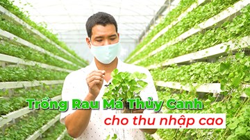 Táo bạo trồng rau má thuỷ canh thu 200 kg/ngày, kiếm 30 triệu/tháng