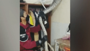 Hãi hùng xem bắt trăn 'khủng' đột nhập nhà dân bắt mèo ăn thịt