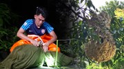 Hàng chục chiến sĩ phá bỏ tổ ong vò vẽ đường kính 1 mét ở Thảo Cầm Viên