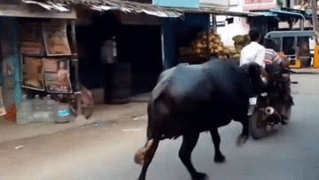 Nghĩ con bị 'bắt cóc', trâu mẹ liền đuổi theo cả đoạn đường dài