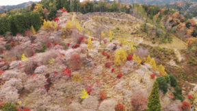Ngỡ ngàng ngắm hoa anh đào nở rộ trong sắc thu đỏ vàng rực rỡ ở Nhật Bản