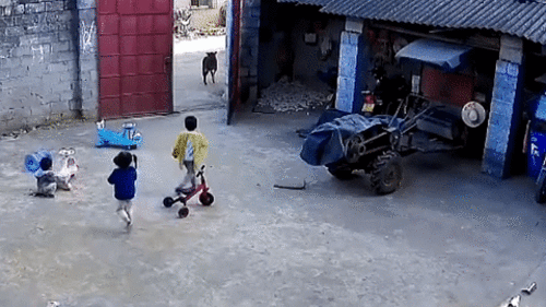 Bé trai 6 tuổi dũng cảm xua đuổi bê để bảo vệ 2 em gái