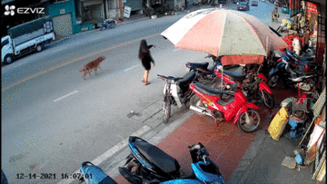Chó chạy sang đường gây tai nạn, hành động của cô gái khiến tất cả bức xúc