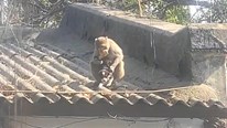 Khỉ ‘cướp’ chó con mang lên mái nhà để chăm sóc, cưng nựng