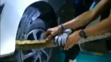 Đội cứu hộ mất 30 phút giải cứu trăn ‘khủng’ dài 4m ‘cố thủ’ trong xe ô tô