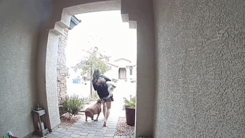 Cô gái hoảng loạn la hét khi chó cưng bị Pitbull tấn công dữ dội