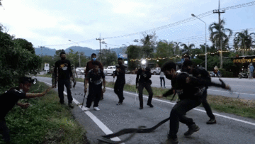 Hổ mang chúa 'khổng lồ' gây náo loạn đội cứu hộ