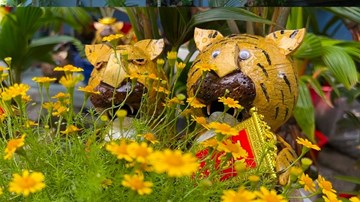 Độc đáo bonsai dừa hình hổ tiền triệu hút khách chơi Tết