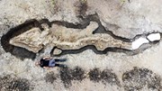 Cận cảnh hóa thạch "rồng biển" 180 triệu năm tuổi, hộp sọ nặng tới 1 tấn