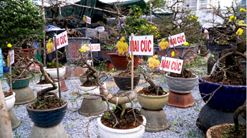 Hoa mai cúc bắt mắt, bưởi Diễn căng mọng, trĩu quả 'đổ bộ' Sài Gòn