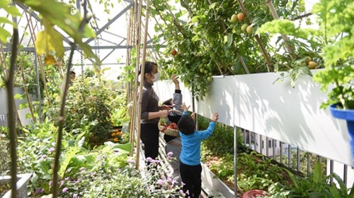 Vợ chồng 'lười' khoe bí quyết làm vườn ao chuồng sum suê ở nhà phố chật hẹp