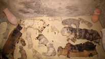 Bí ẩn xác ướp mèo thật giả lẫn lộn trong ngôi mộ cổ ở Ai Cập