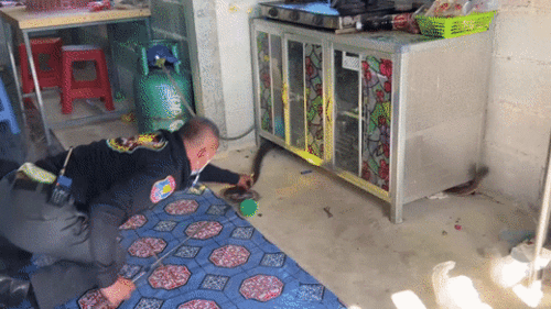 Rắn hổ mang ‘khủng’ bò vào bếp, cả làng tới 'sờ' để...mua vé số