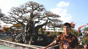 Nhà vườn Phú Quốc trưng bán bonsai hiếm giá lên đến 1 tỷ đồng