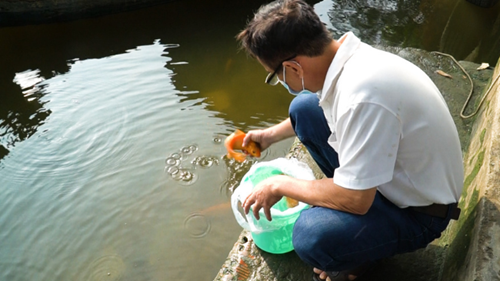 TP.HCM: Chi tiền triệu phóng sinh cá, chim, cua ngày ông Công ông Táo