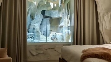 Đưa hổ vào phòng giúp khách có trải nghiệm đặc biệt, khách sạn bị phản đối