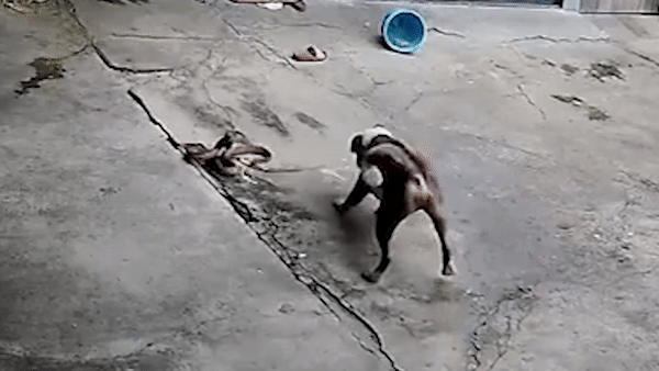 Rắn hổ mang hung hăng tấn công chó khi mò vào nhà dân