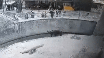 Mẹ bất cẩn đánh rơi con gái 3 tuổi xuống chuồng gấu