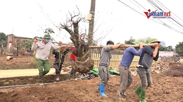 Chủ vườn tất bật gom gốc, ‘bốc thuốc’ hồi sinh những cây đào Nhật Tân